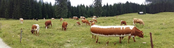 20. Non, ce n'est pas exactement ce à quoi cette photo de vache devait ressembler... l'une d'entre elles a bougé et s'est transformée en une étrange créature !