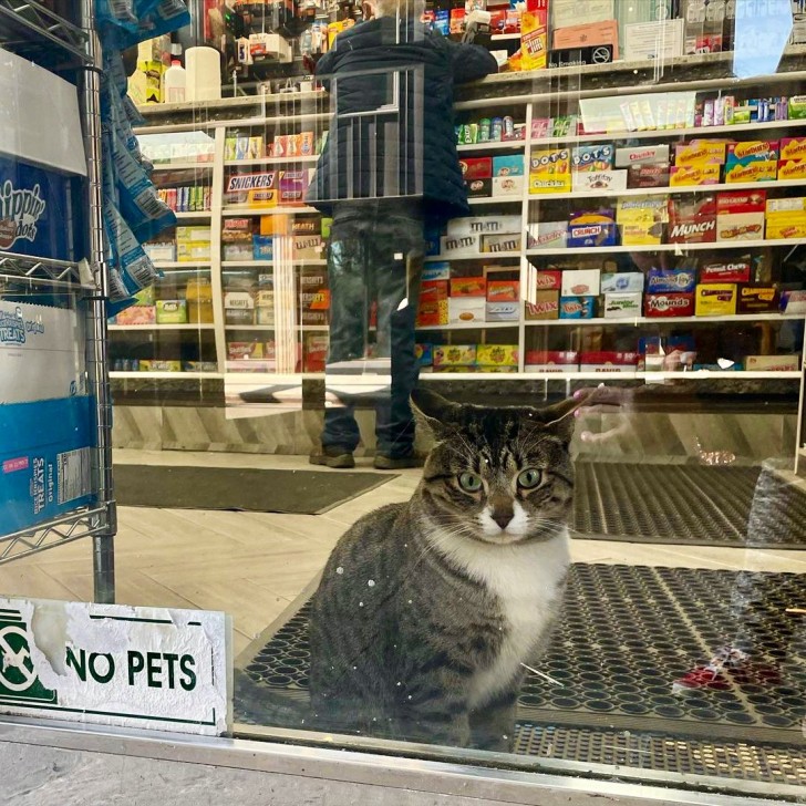 Il cartello all'esterno del negozio dice chiaramente: "Vietato l'ingresso agli animali"