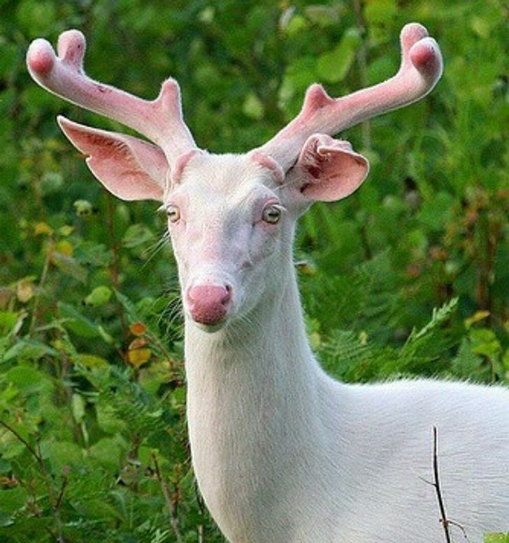 A completely white deer?