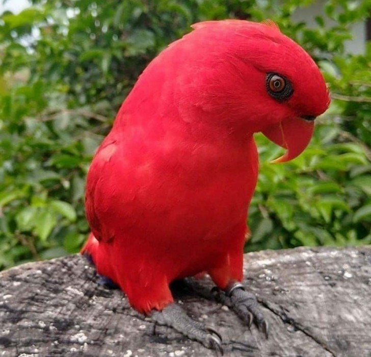 Um papagaio vermelho!