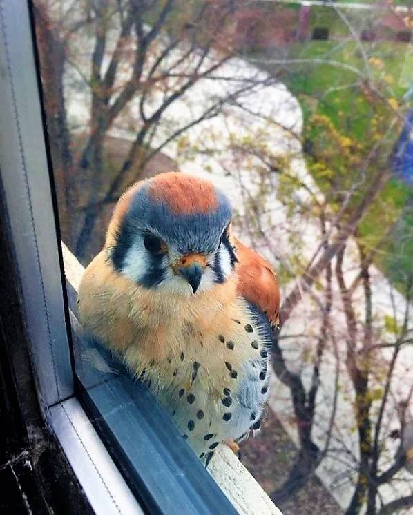 The American kestrel is part of the falcon family ...