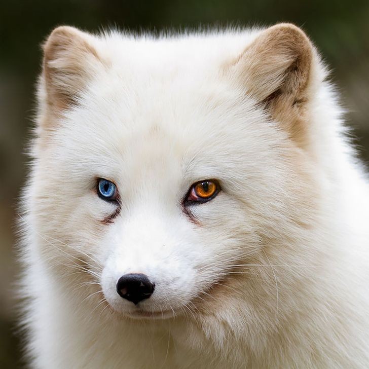 En unik arktisk räv...