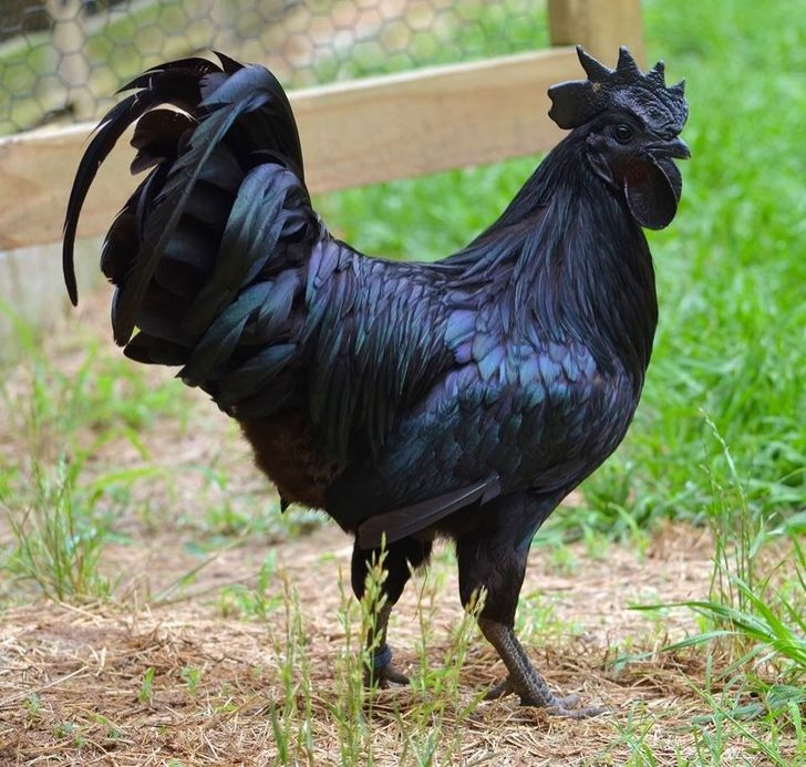 Dit is een Cemani, de compleet zwarte kip!