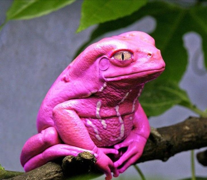 ¿Alguna vez han visto una rana completamente rosa?