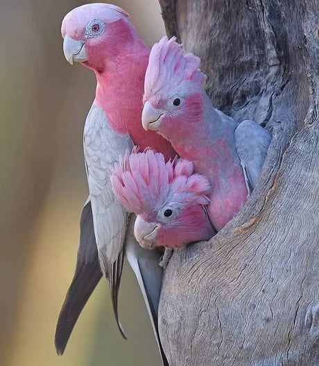 Sagen Sie hallo zu dieser glücklichen kleinen Familie von rosafarbenen Papageien!