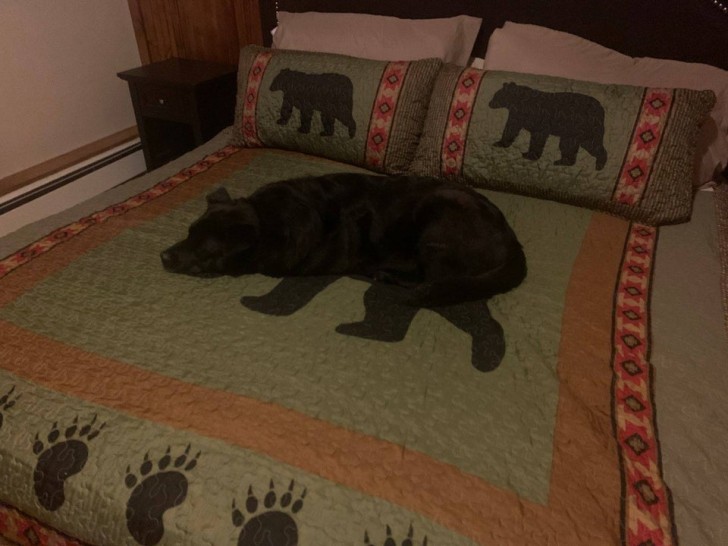 10. "Ligt daar een beer op mijn bed?"