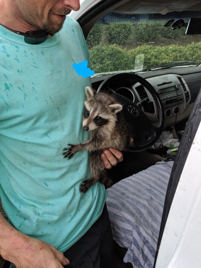 8. "Let me know when you finish repairing the van, meanwhile my raccoon and I will settle down here"