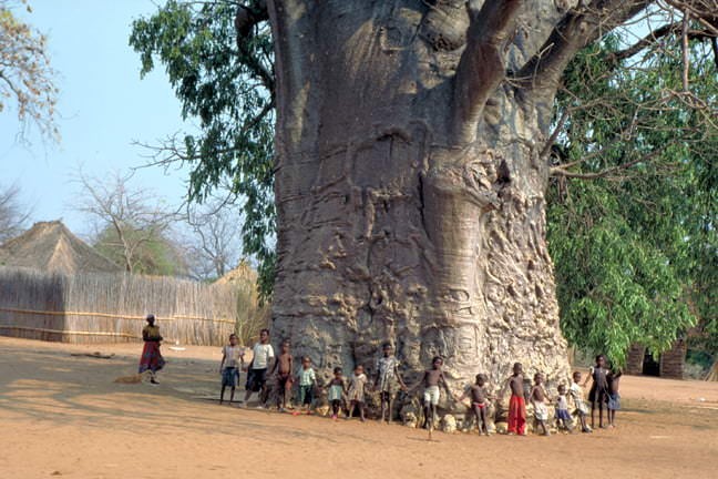 15. Ein Baobab, der nichts weniger als bemerkenswert ist.