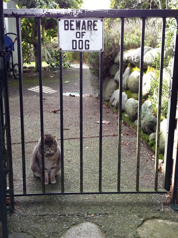 15. Cuidado con el perro...pero también el gato sabe ser "malo", se los aseguramos...