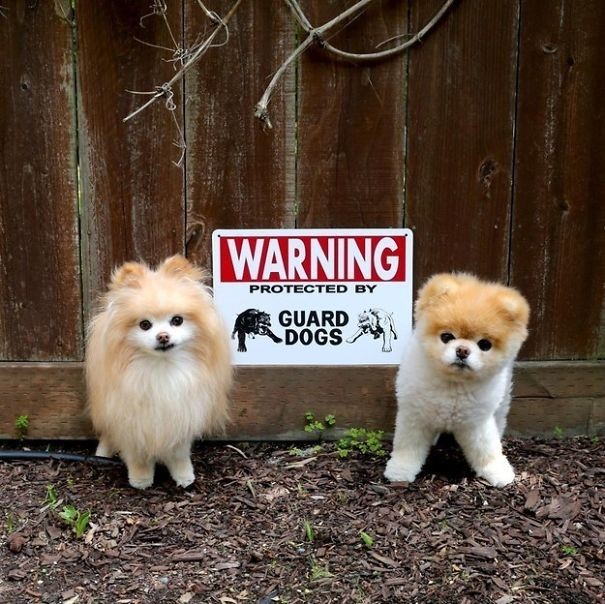 2. Two very dangerous guard dogs ...