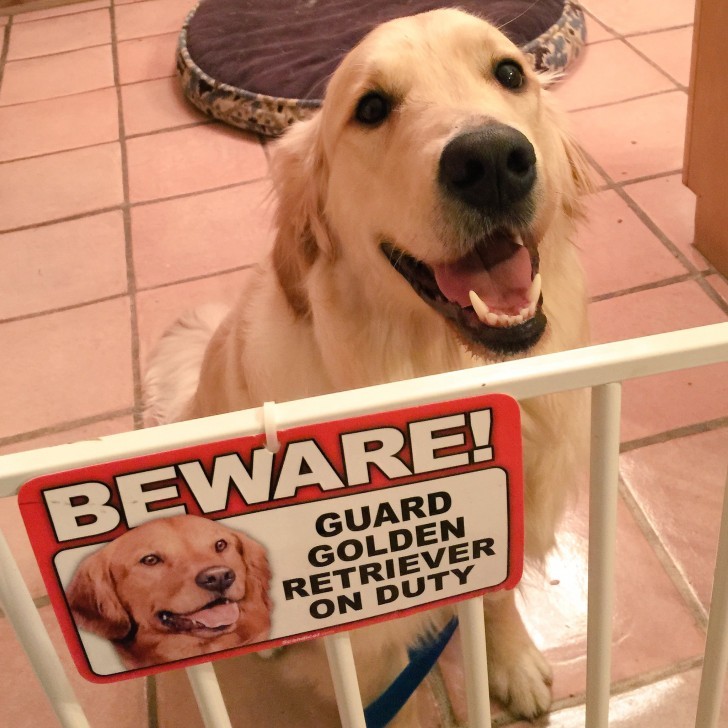 5. This Golden Retriever is just trying to do his duty...