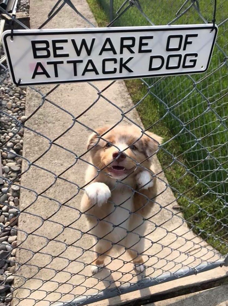 8. Tengan cuidado con el ataque mortal de este perro...¡por favor!