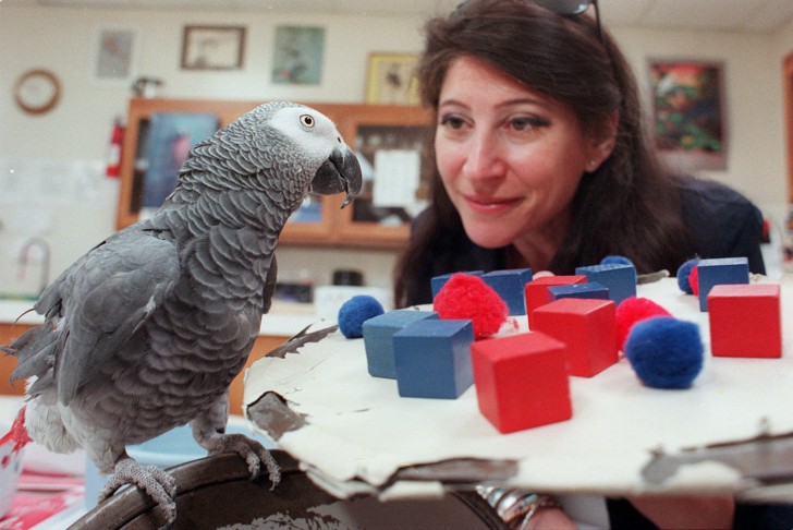 Alex, the parrot who had the intelligence of a 5 year old and who could really hold a conversation - 2