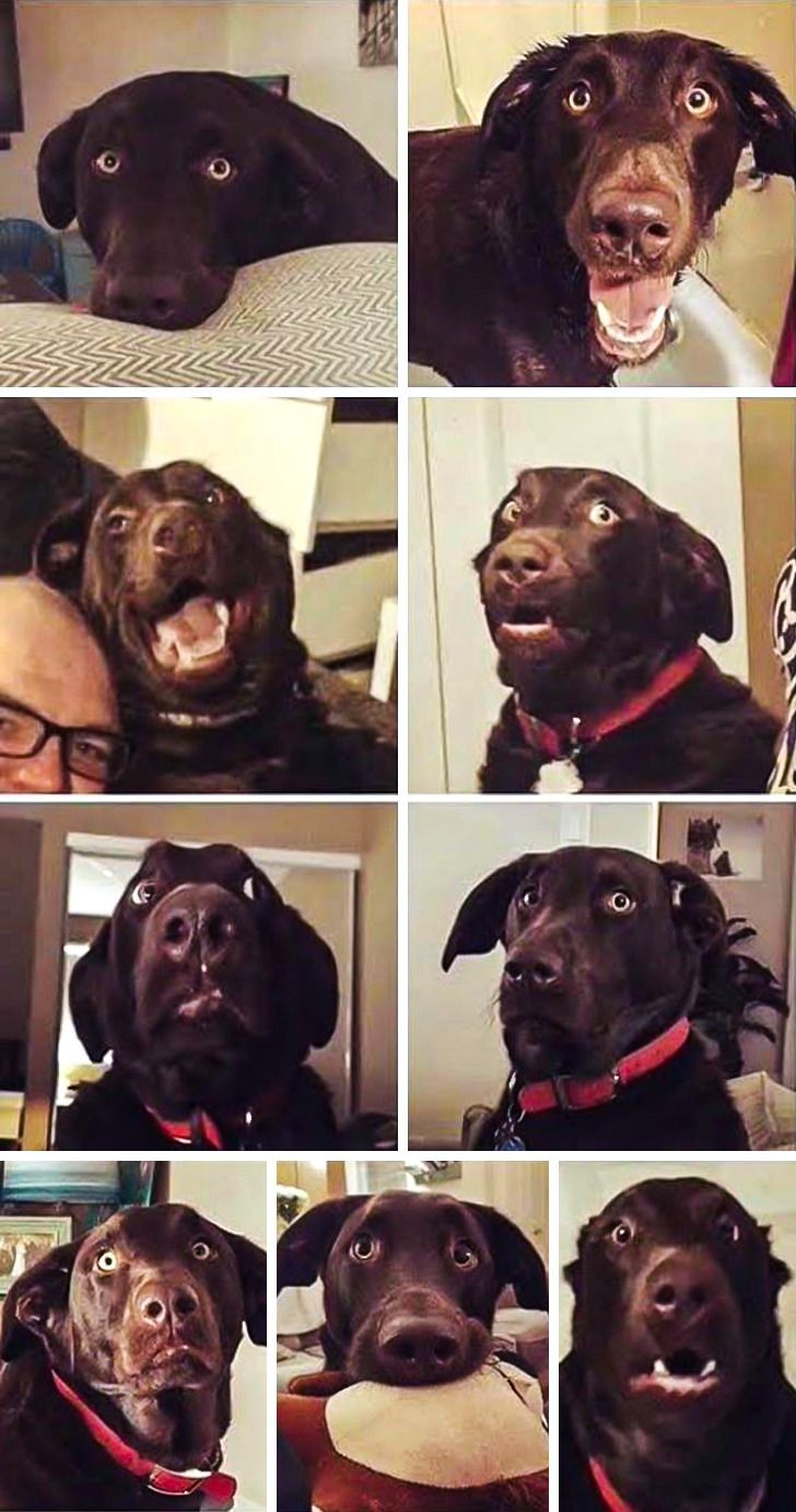 Ich habe ein ganzes Fotoshooting zu den absurden Gesichtsausdrücken von Farley, meinem Hund, gemacht ...