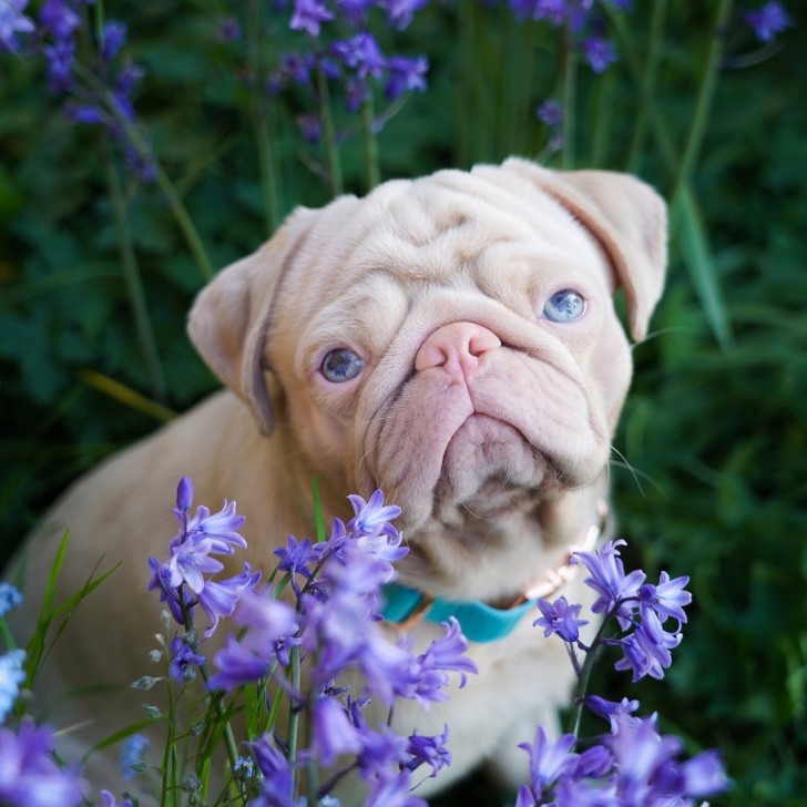 1. Um espécime muito doce de pug rosa!