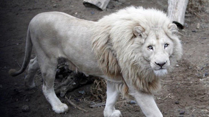 16. On ne pouvait pas manquer le lion albinos, tout droit sorti d'un dessin animé !