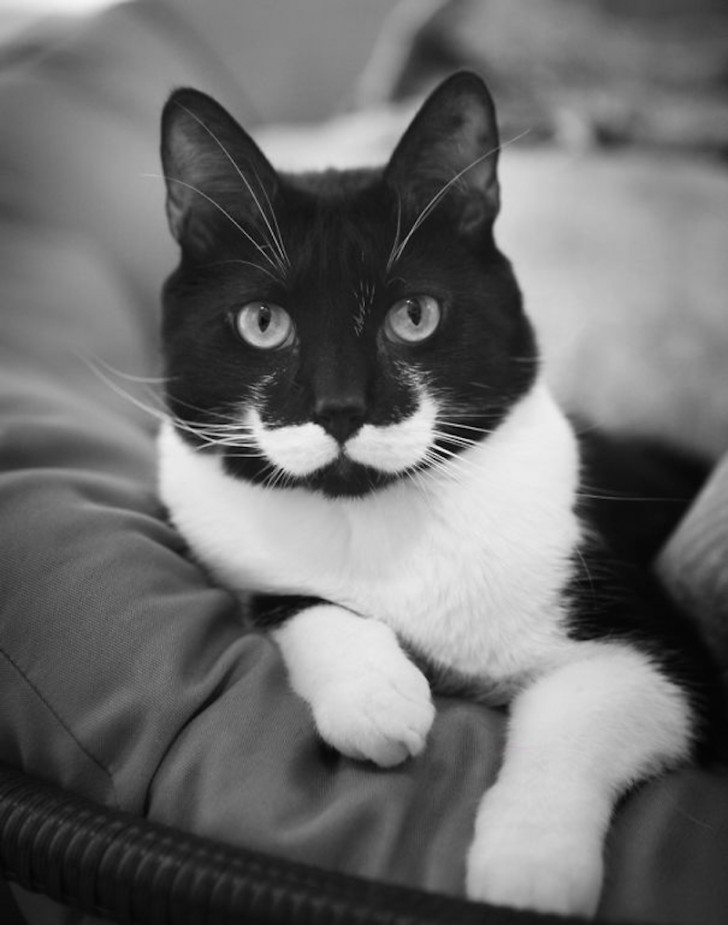17. En katt med mustasch!