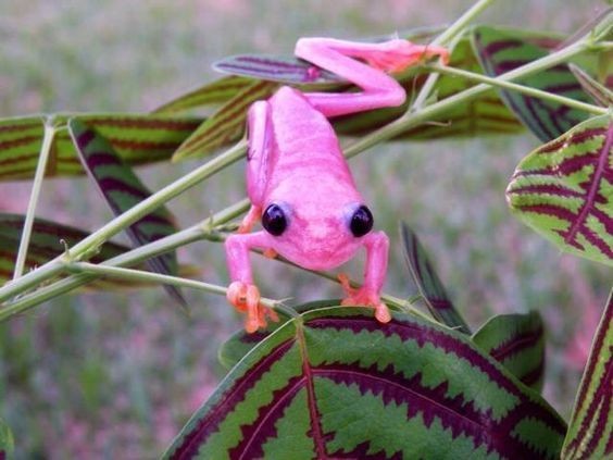 2. Een verbazingwekkende kikker met een… roze kleur!