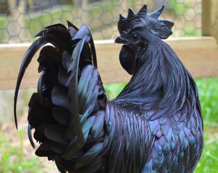 7. A completely black cockerel, from Indonesia