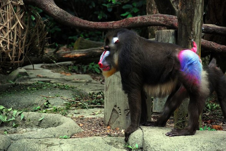 8. Het mannetje van de mandril weet hoe hij moet opvallen in het dierenrijk: kijk eens wat een kleuren!