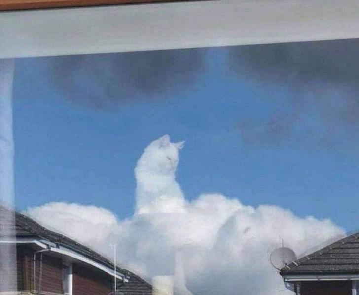 El gato de los cielos...