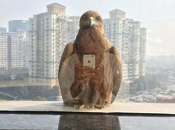 Een vogel die een selfie maakt...