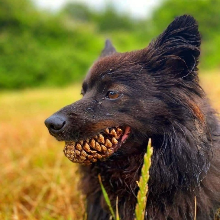 Que cachorro com dentes estranhos...