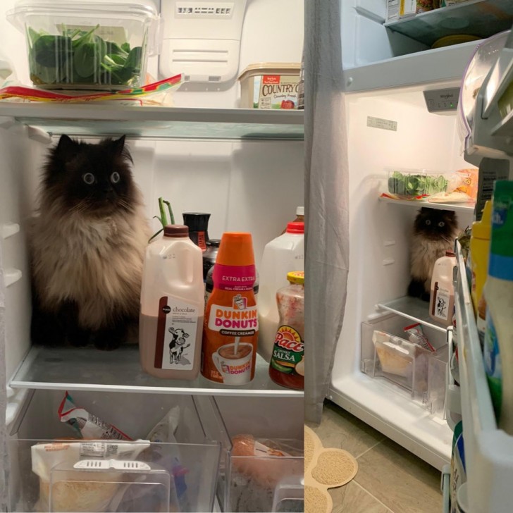 15. Was macht er im Inneren des Kühlschranks?