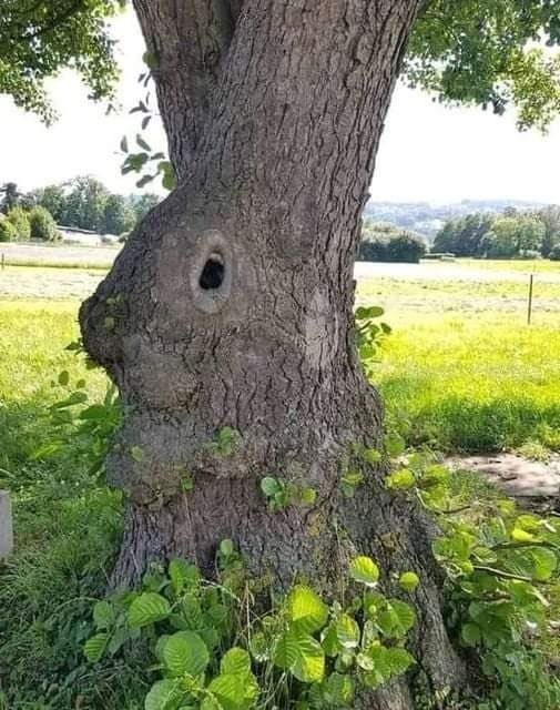 A tree whose bark looks very familiar to us ...