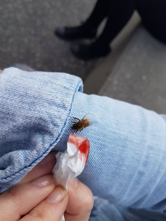 The story of the bee and the jam