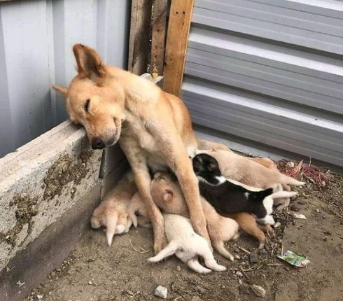 A mother is everything for her pups...