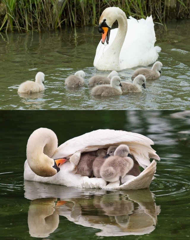 Mãe cisne e seus pequenos filhotes