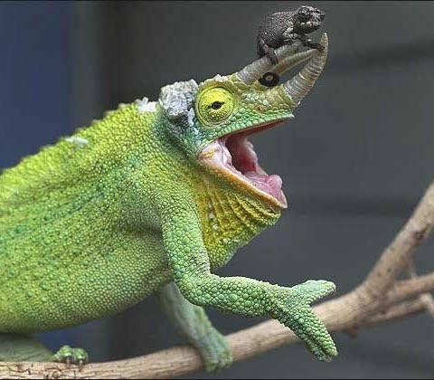 A chameleon mother holds her newborn baby on her horn