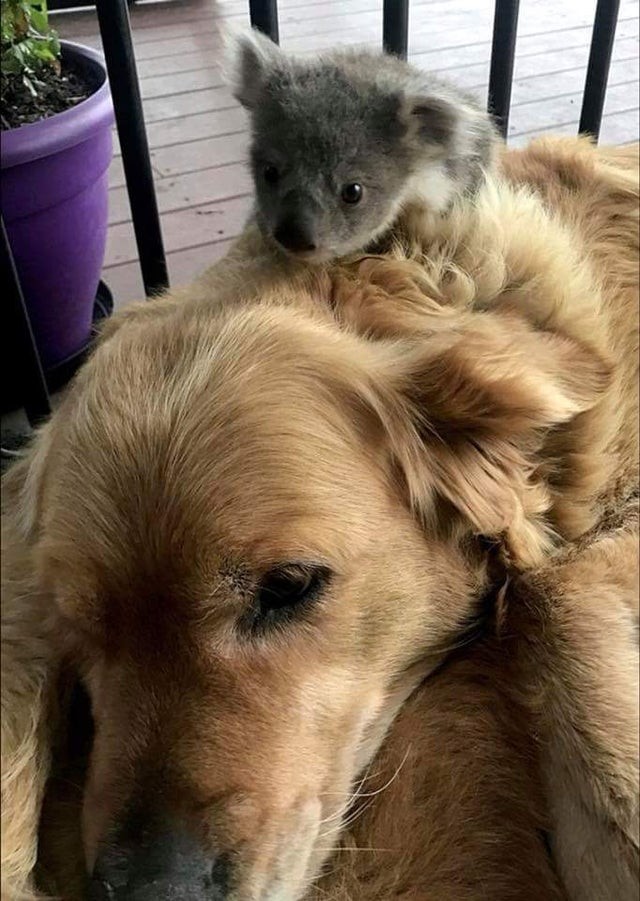 Él es un koala cachorro, ella es una golden retriever