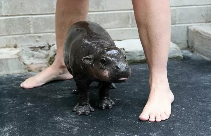 Não existem bebês hipopótamos suficientes no mundo...