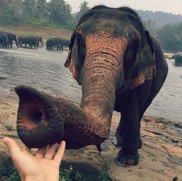 Aber wie zart dieser Elefant...