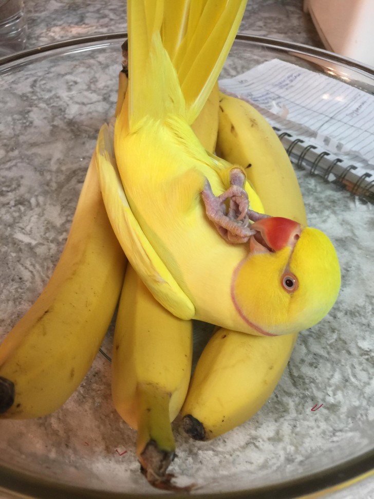 6. Perroquet, banane ou les deux ?
