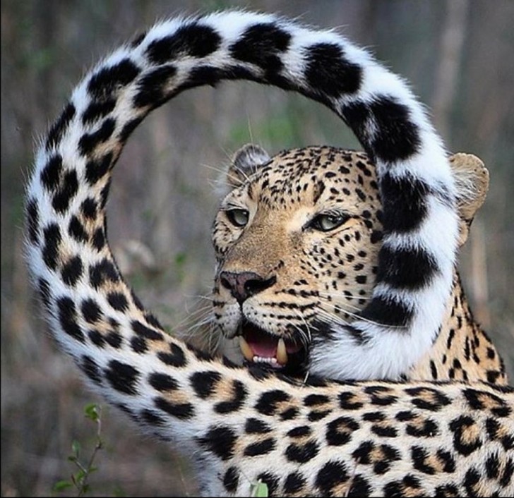 Toute la beauté et les couleurs incomparables du léopard.