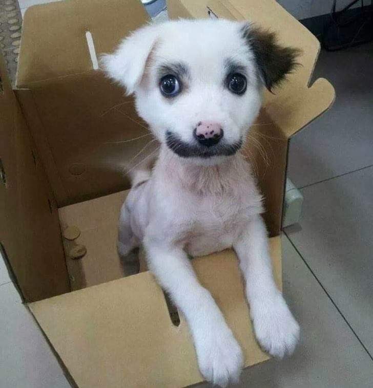 Un chien avec une moustache dessinée ?