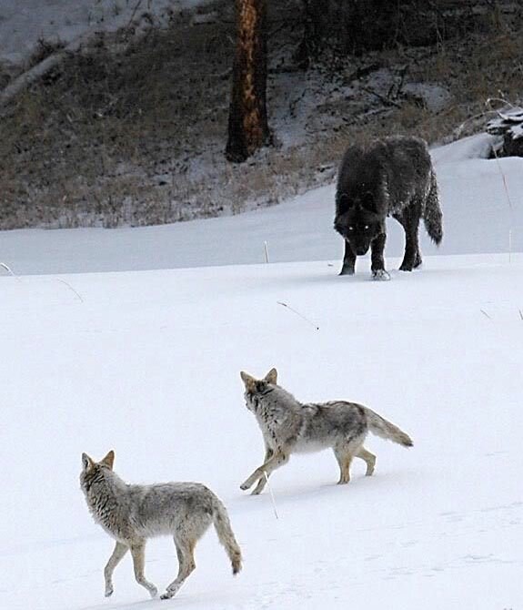 15. Die Größe eines Wolfs und die Größe von Kojoten.