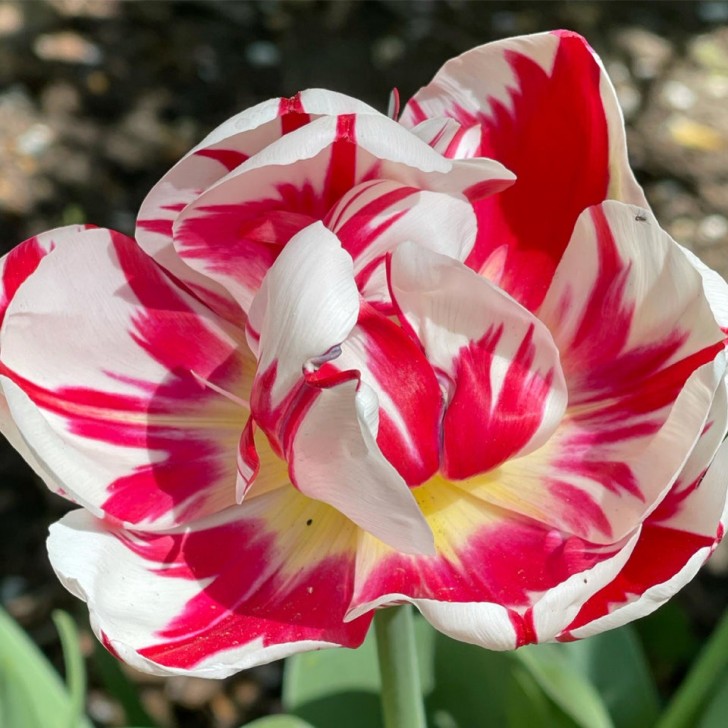 17. Une variété de tulipe très spéciale, vous ne trouvez pas ?
