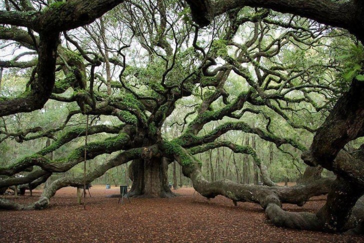 6. Un vieux chêne qui semble s'enrouler dans ses branches.
