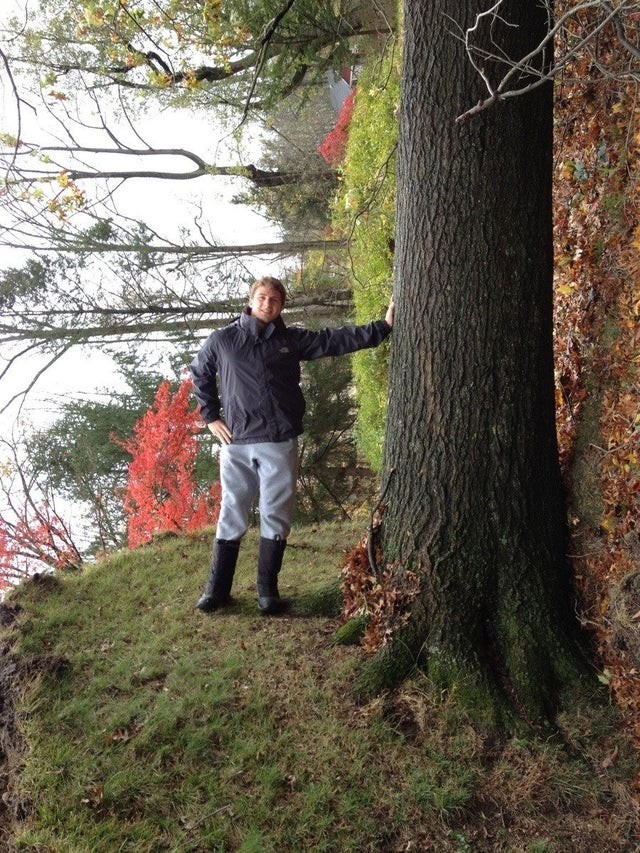 L'albero è stato reciso a causa di un uragano di fortissima intensità