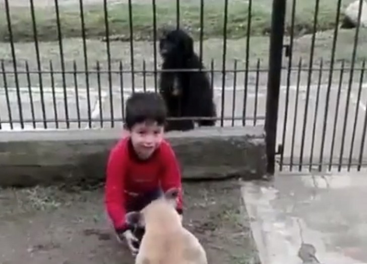 Un bimbo offre ad un cane randagio il cibo del proprio cane: "ce n'è per tutti" - 1