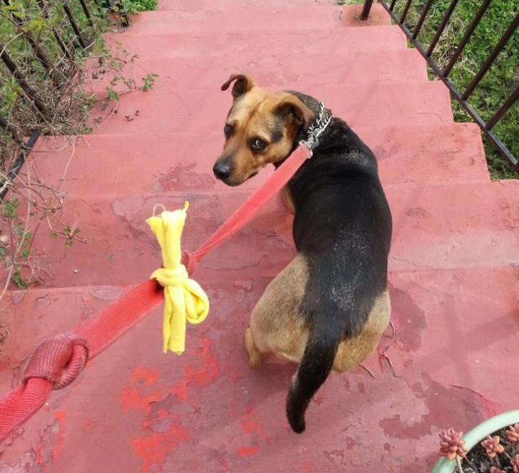 Wenn ihr einen Hund mit gelber Schleife seht, nähert euch nur mit