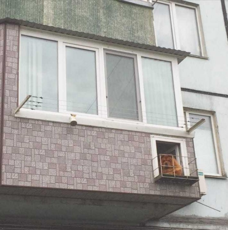 3. Un balcon, mais seulement pour le chien.
