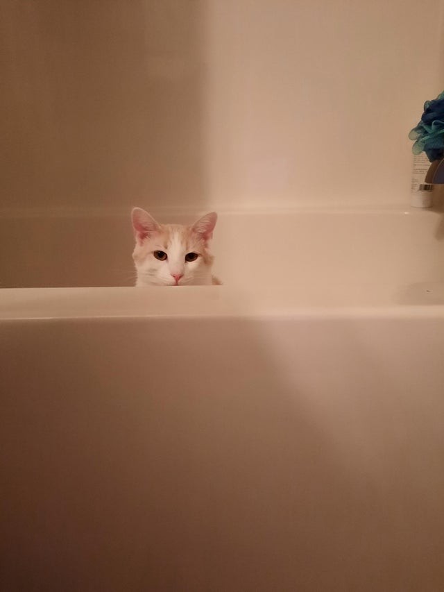 "Human, get me out of this bath!"