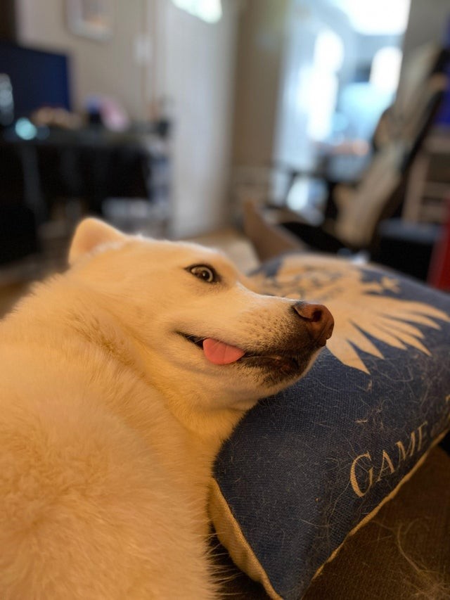 My husky's expression while he watches TV