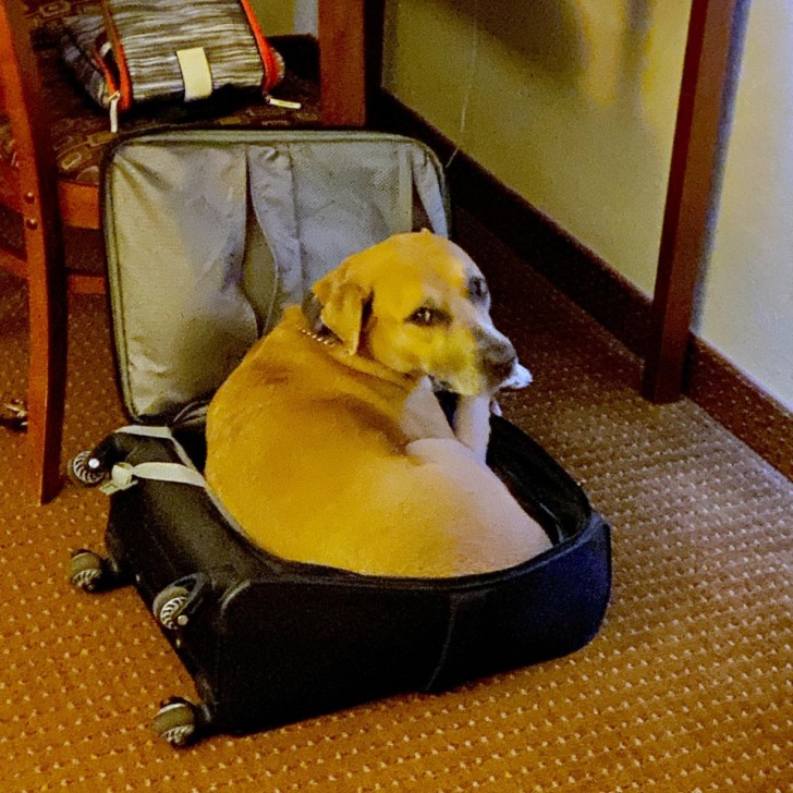 I took my dog to the hotel with me, but...
