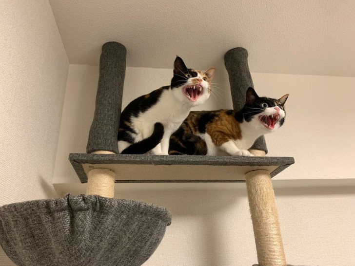 My cats warned me not to turn on the vacuum cleaner ...
